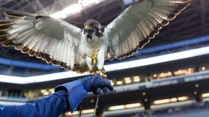 Taima the Hawk